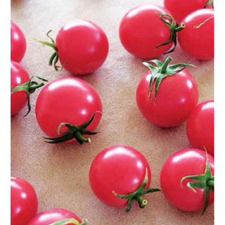 Hạt giống CÀ CHUA CHERRY HỒNG