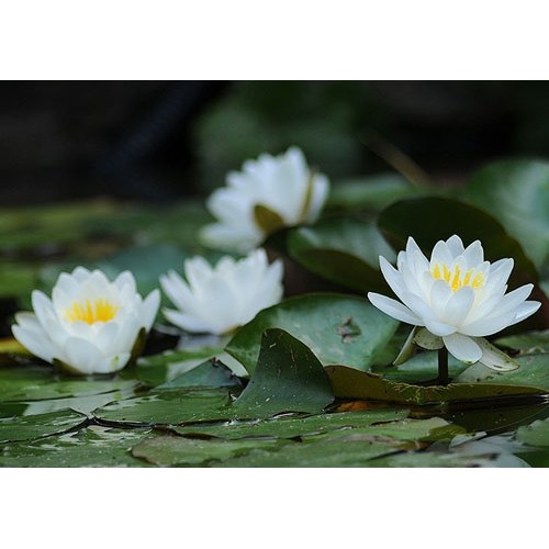 5 hạt giống hoa súng mini nhiều màu