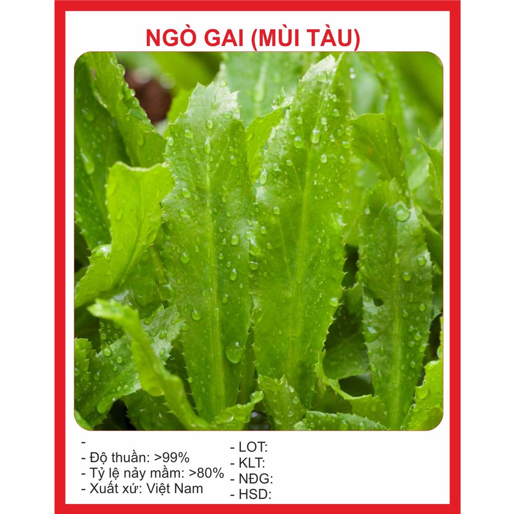 Hạt Giống Ngò Gai (Mùi tàu) 2gr