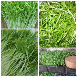Hạt Giống Mầm Rau Muống (50gram/gói )