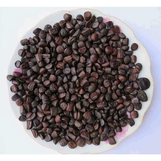 10 hạt dổi rừng thơm ngát