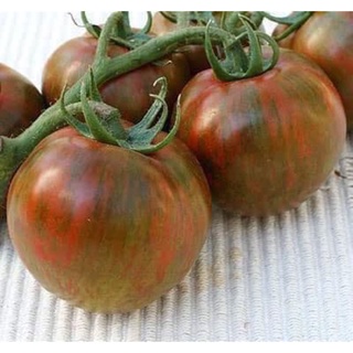 Hạt giống cà chua zera socola