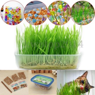 Bộ trồng hạt giống cỏ mèo CHISCAT