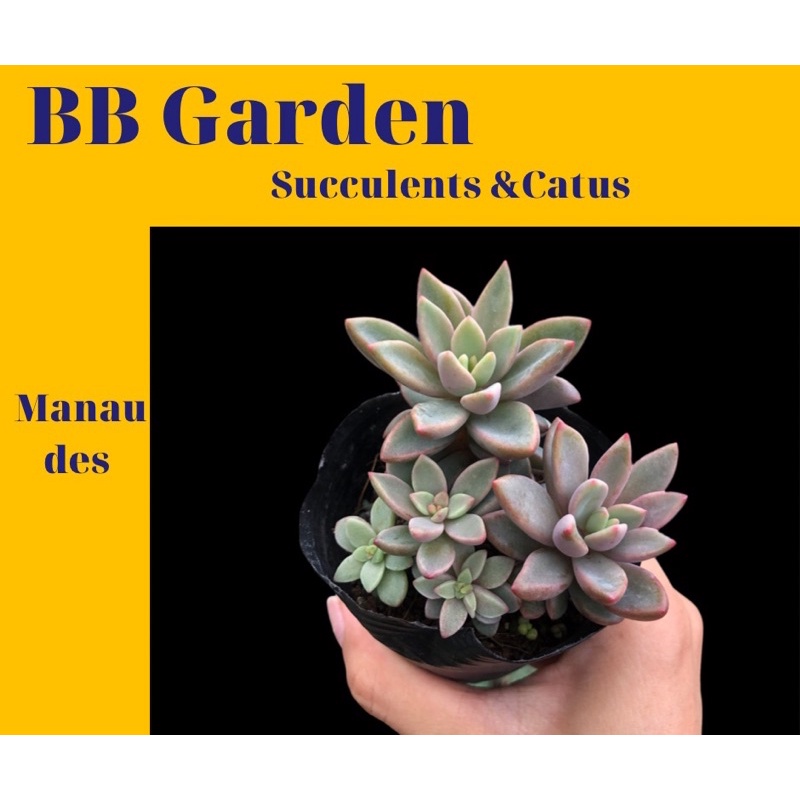 SEN ĐÁ GIỐNG MỚI ( Echeveria Manaudes)