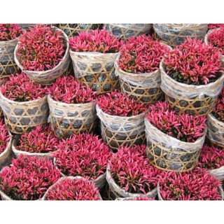 Cây Kỉ Đỏ - Cây cảnh mini để bàn