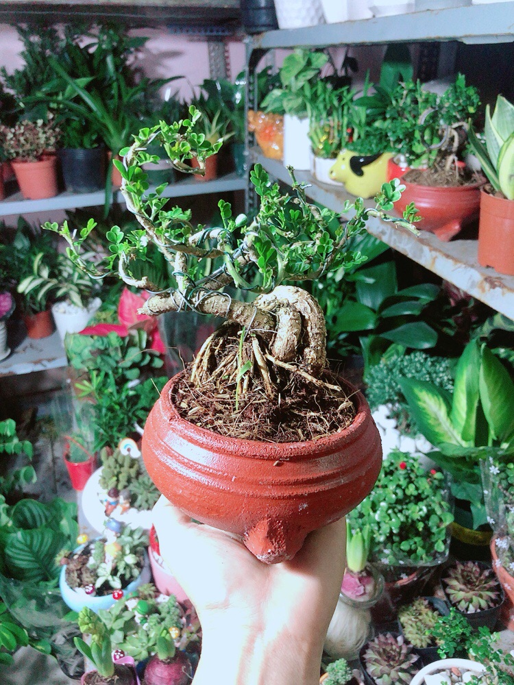 Chậu Cây Cần Thăng Bonsai