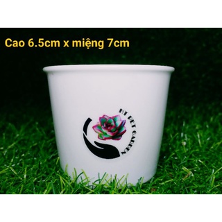 Chậu sứ trắng Decal