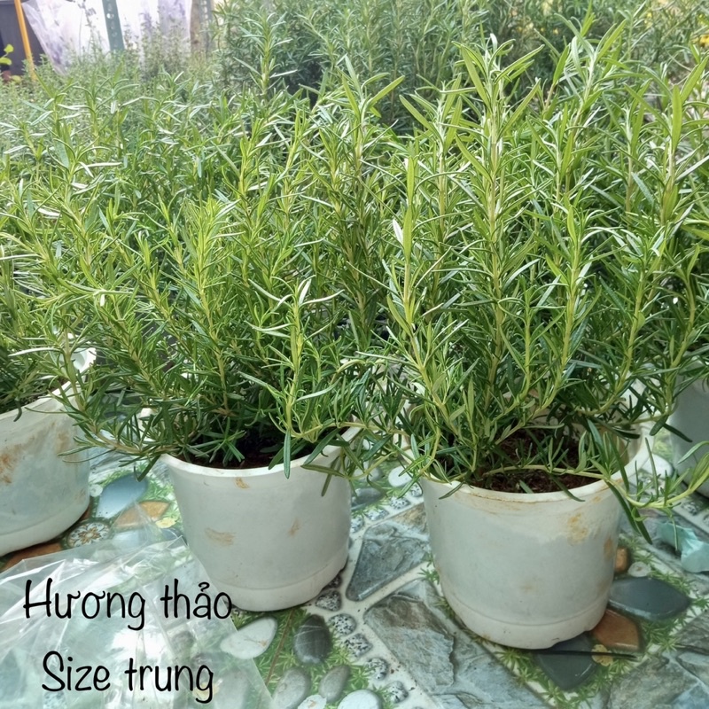 CÂY HƯƠNG THẢO THUẦN KHÍ HẬU JUN GARDEN SIZE 25CM