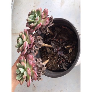 (ECHEVERIA RAINDROP) SEN ĐÁ THỊT BÒ
