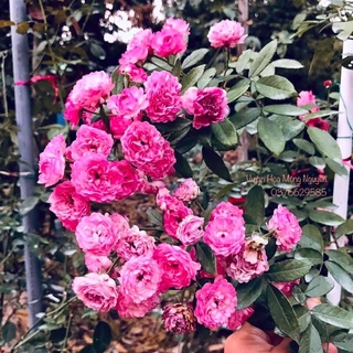 Hoa hồng Vineyard Song Rose - hoa chùm, hồng leo, rất thơm