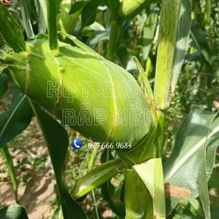 Hạt giống bắp nếp dẻo chính hãng gói 1 kg