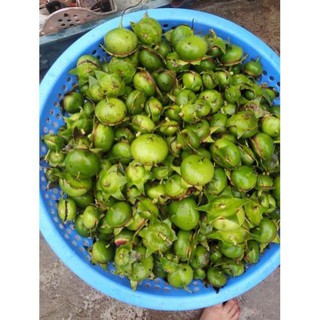 Quả bần tươi tại thái bình