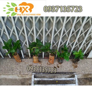 COMBO 5 CÂY GIỐNG CẨM TÚ CẦU