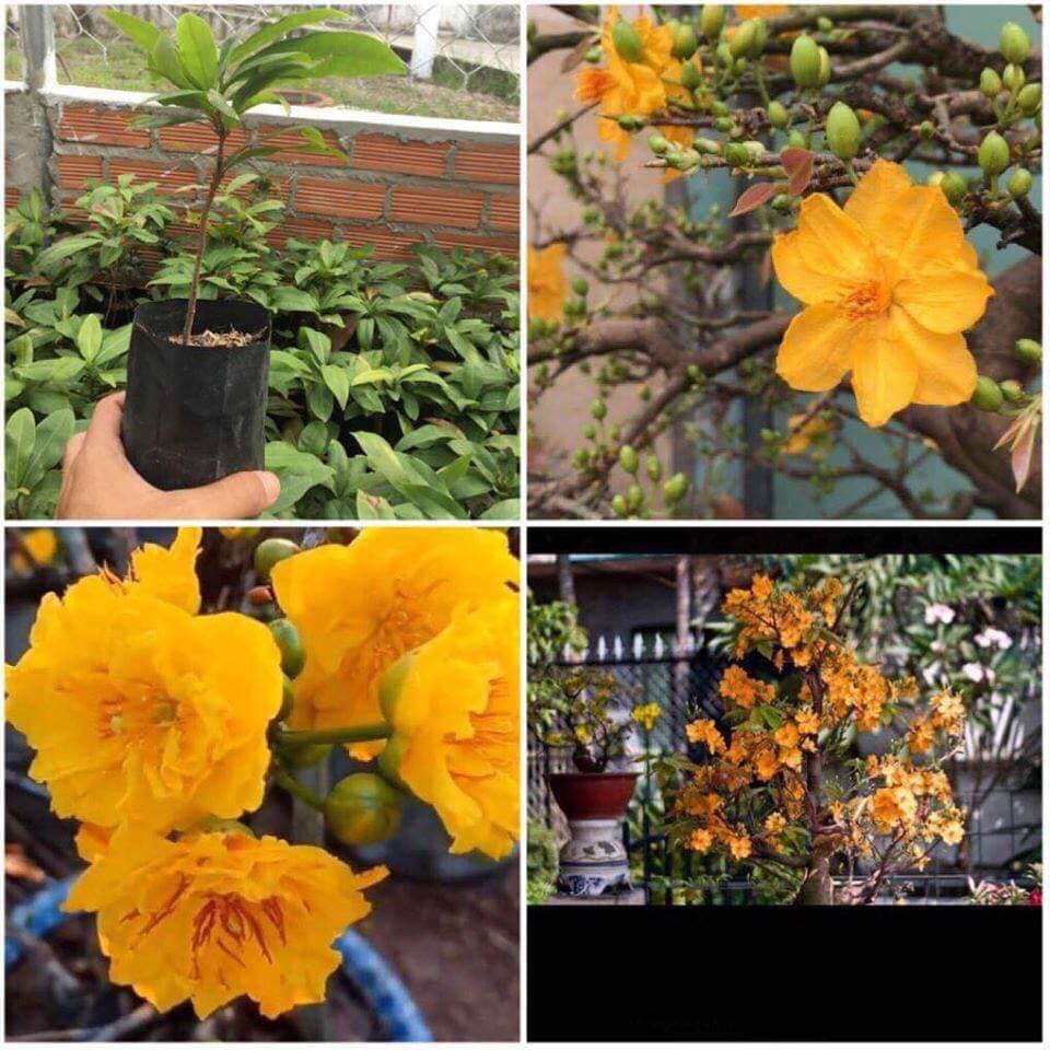 2 cây giống mai cam