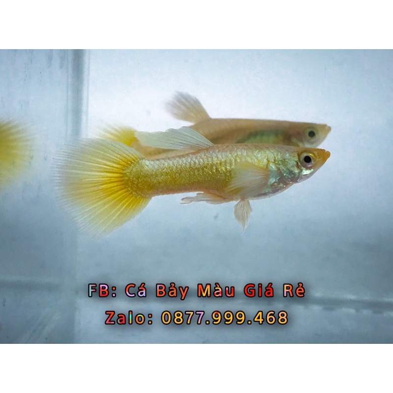 3 cặp bảy màu Full gold