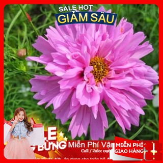 Hạt Giống Hoa Sao Nháy Kép Mix - 50 Hạt / Gói