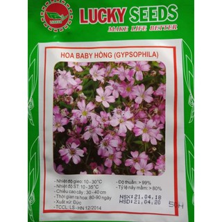 Hạt giống hoa baby hồng - hồng tỉ muội gói 5 hạt