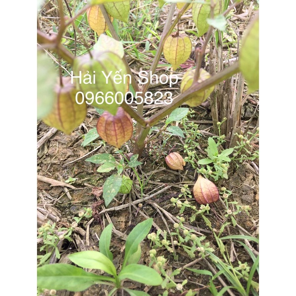 5 Cây giống thù lù Tầm Bóp_1 ký tươi_1 ký khô