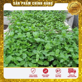 Hạt giống Rau Húng Lủi ( húng bạc hà ta)