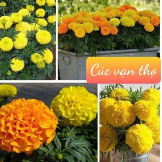 Gói 500 hạt Cúc vạn thọ mỹ