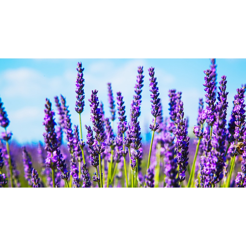 Hộp thơm phòng hương Lavender Air Fragance khử mùi không khí 200g Nhật Bản - Tetuchan Store