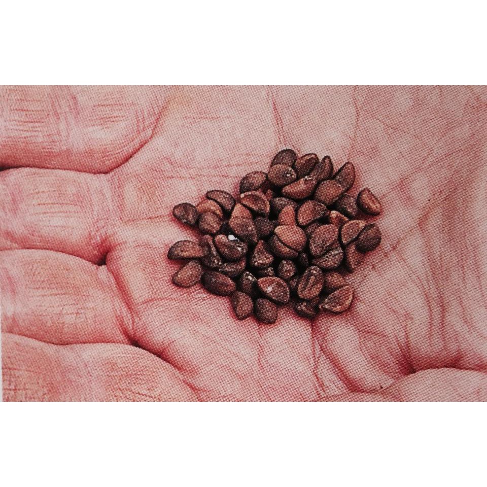 [FREESHIP 99K TOÀN QUỐC][sỉ lẻ] Hạt giống rau muống- 50g