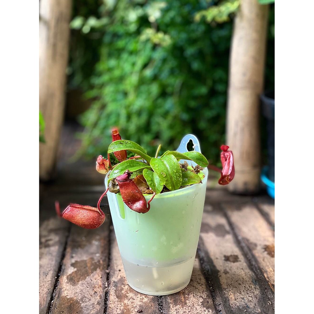 Cây Nepenthes ventrata Upper Pitcher (cây Nắp Ấm Đỏ) chậu thuỷ sinh 2 lớp