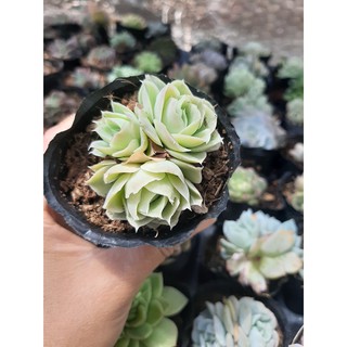 CREST 🌵1 GỐC NHIỀU ĐẦU🌵VAR🌵SIZE6CM🌵HÀNG TRUNG F1 ĐÃ THUẦN KHÍ HẬU, SIÊU KHOẺ ĐẸP 🔥LỖI 1 ĐỔI 1