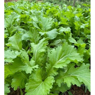 Hạt giống cải mèo Hà Giang - Cải canh lá xẻ