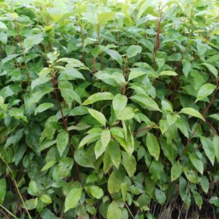 bầu Cây long não cao 50-100cm