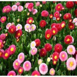 [LIS]Hạt giống Cúc anh mix 30 hạt