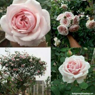 Hạt giống hoa hồng trắng vân khôi