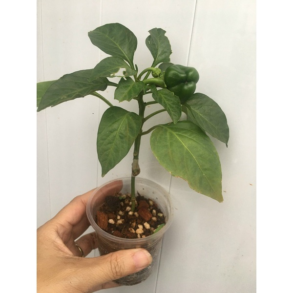 CÂY GIỐNG ỚT CHUÔNG MASSILIA ĐỎ CÂY GHÉP # MUA 10 CÂY TẶNG 1 CÂY CÙNG LOẠI_KÈM PHÂN HỮU CƠ CÁ HỒI TAN CHẬM NAUY