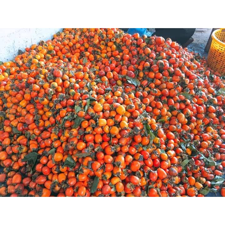 500gr Hồng treo gió nguyên trái Đà Lạt loại 1, dẻo ngon