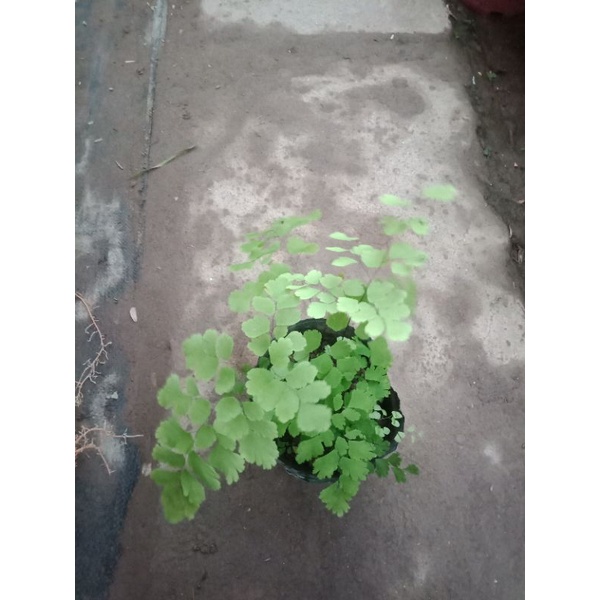 cây tóc thần vệ nữ