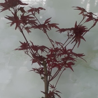 Cây phong lá đỏ