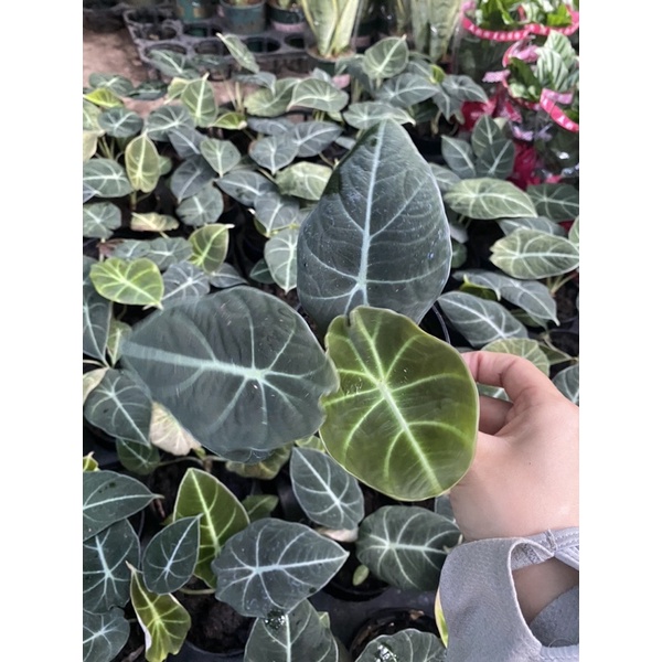 Cây môn nhung cây bao đẹp