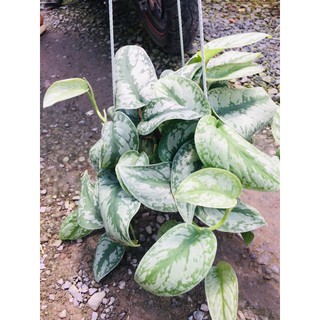 Cây trầu bà pháp - Cây cảnh để bàn
