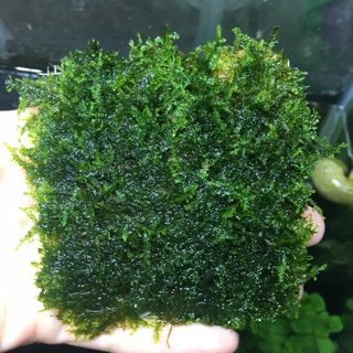 Rêu mini taiwan 8x8 rêu thuỷ sinh trang trí hồ cá