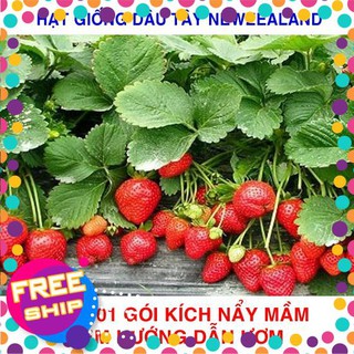 100 Hạt giống Dâu tây đỏ Newzealand (tặng gói Kích nẩy mầm và Hướng dẫn) TRỢ GIÁ KHUẾN MẠI TẾT