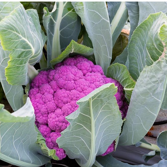 Hạt Giống Bông Cải Tím, Súp Lơ Tím (228) 1gr