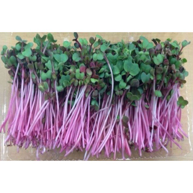 Hạt giống rau mầm đỏ mầm củ cải đỏ Thuận Điền 50g/túi giá rẻ