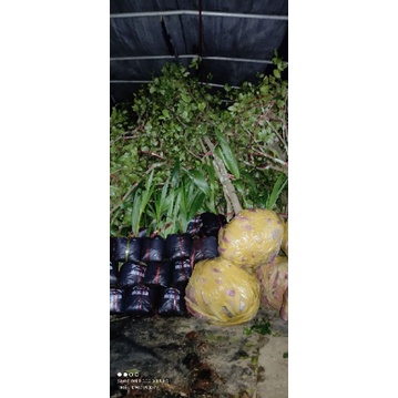 CÂY GIỐNG DỪA XIÊM LÙN SIÊU TRÁI , CHUẨN F1