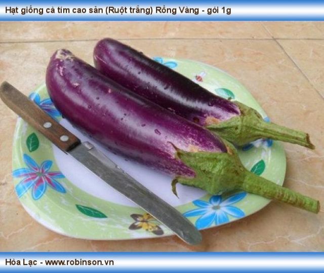 Hạt giống Cà Tím Rạng Đông dành cho gia đình