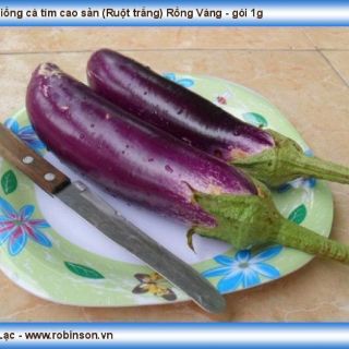 Hạt giống Cà Tím Siêu Trái RADO cao cấp dành cho gia đình, năng suất cao, dễ chăm sóc