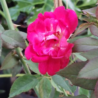 Hoa hồng Cổ Huế son(tặng kèm phân bón)