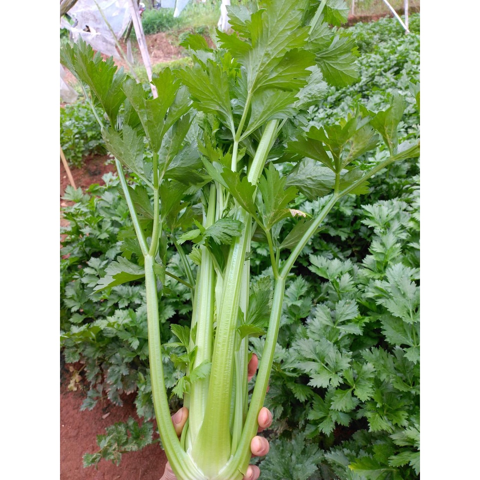 Hạt giống cần tây thera - rau củ quả trồng chậu, sân vườn ban công ngon giòn giàu chất dinh dưỡng nảy mầm cao 5g RADOCT