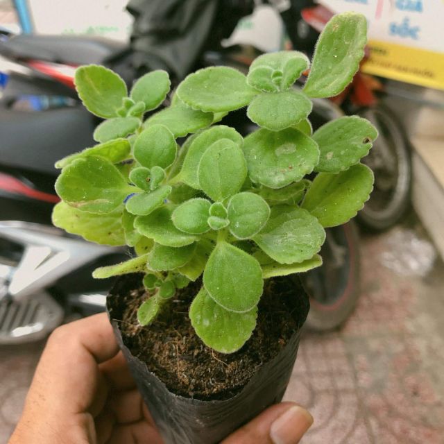 Cây lá mint ( cây bạc hà)