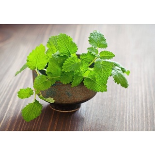 Hạt giống rau bạc hà mint - gói 100 hạt -