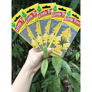 CÂY THÔNG THƠM LITTLE TREES VANILLAROMA